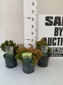 THREE MIXED CONIFERS -TWO CRYPTMERIA JAPONICA 'LITTLE CHAMPION' AND ONE CHAMAECYPARIS OBTUSA '