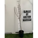 ONE PEAR PYRUS CONFERENCE TREE IN A 12 LTR POT. APPROX 160CM IN HEIGHT, PRODUCES SWEET JUICY FRUIT