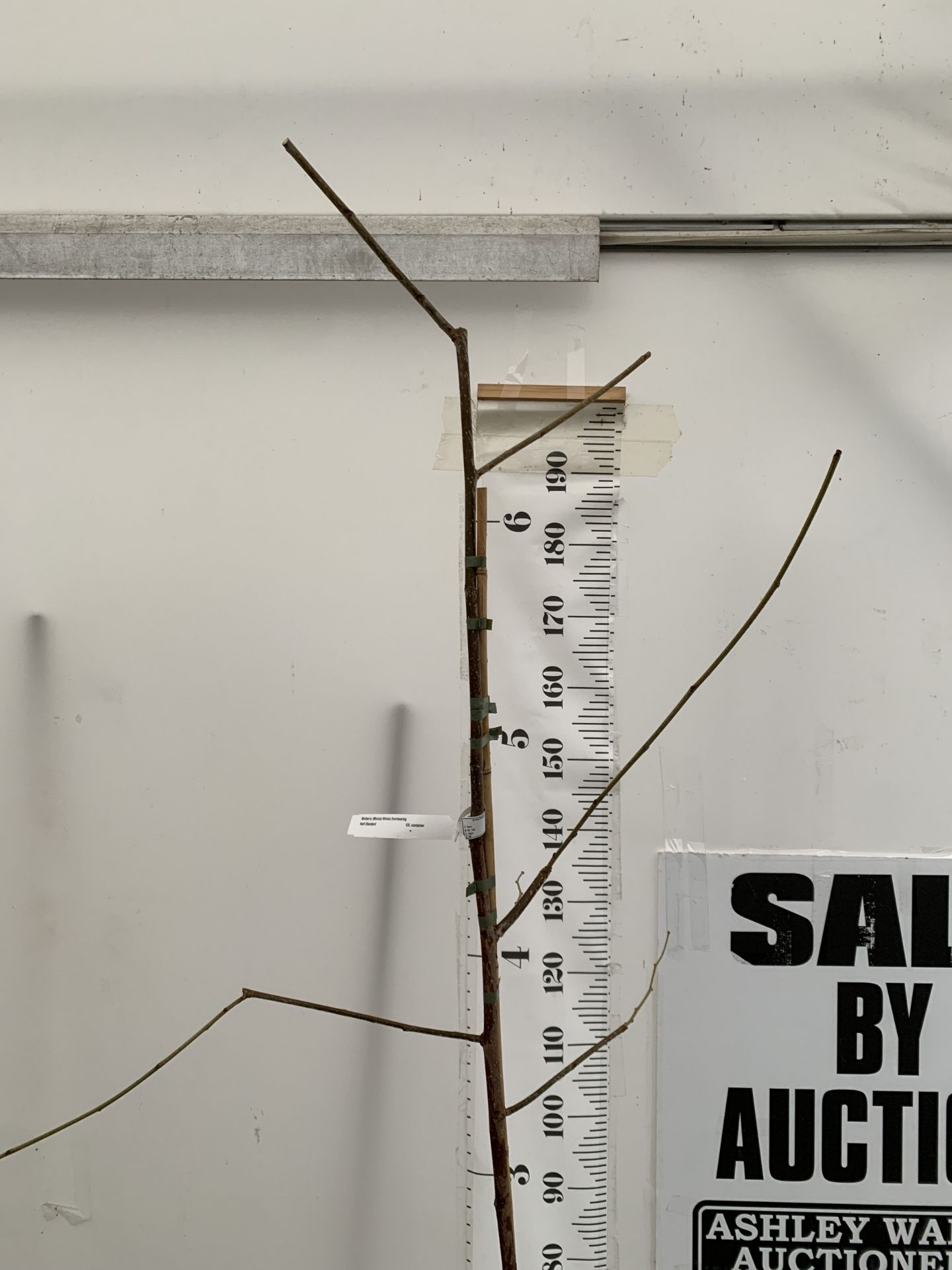 ONE MULBERRY FRUIT TREE 'ILLINOIS EVERBEARING' IN A 12 LTR POT. THIS MULBERRY HAS SMALL TASTY - Image 2 of 4