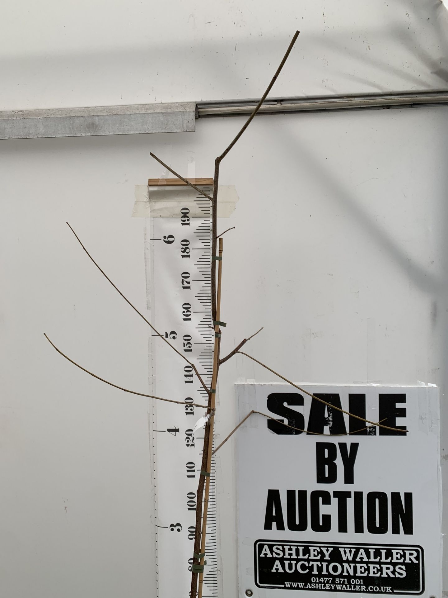 ONE MULBERRY FRUIT TREE 'ILLINOIS EVERBEARING' IN A 12 LTR POT. THIS MULBERRY HAS SMALL TASTY - Image 2 of 4