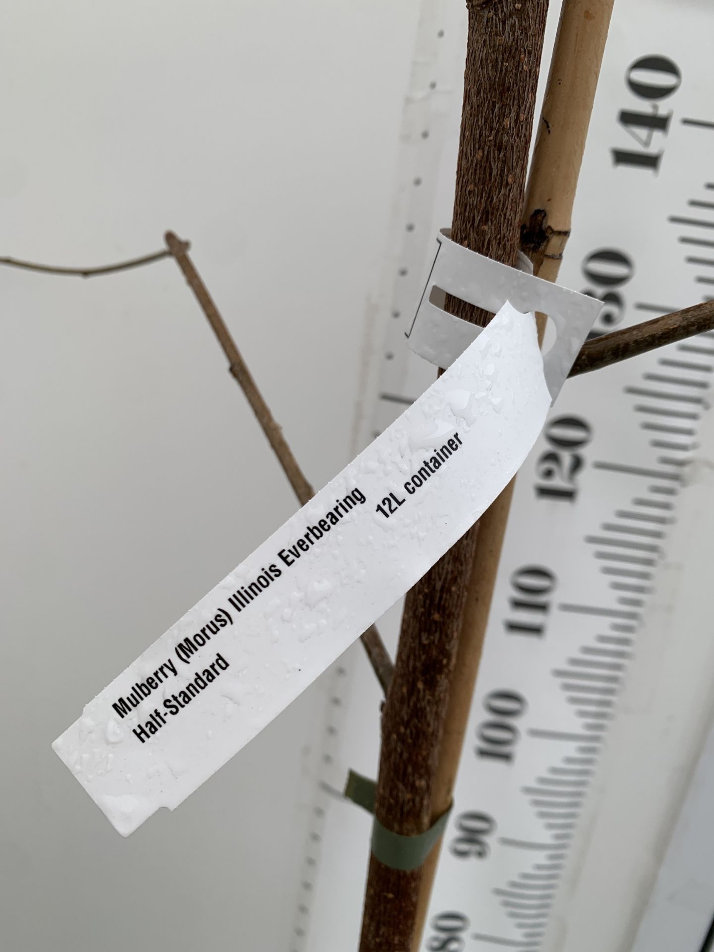 ONE MULBERRY FRUIT TREE 'ILLINOIS EVERBEARING' IN A 12 LTR POT. THIS MULBERRY HAS SMALL TASTY - Image 4 of 4