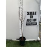 ONE APPLE MALUS 'JAMES GRIEVE' APPROX 160CM TALL, IN A 12 LTR POT. EXCELLENT FLAVOUR AND RELIABLE