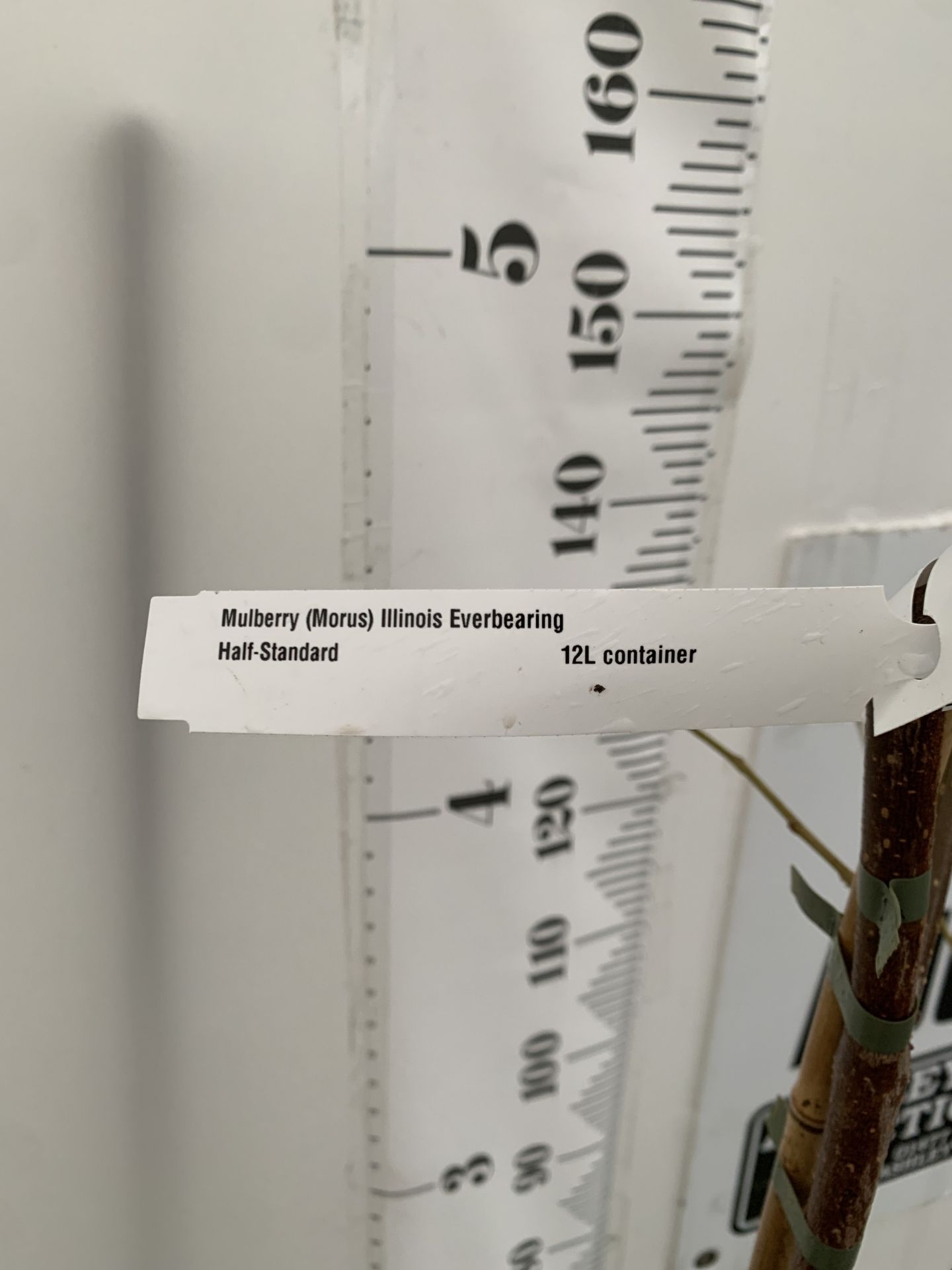 ONE MULBERRY FRUIT TREE 'ILLINOIS EVERBEARING' IN A 12 LTR POT. THIS MULBERRY HAS SMALL TASTY - Image 4 of 4