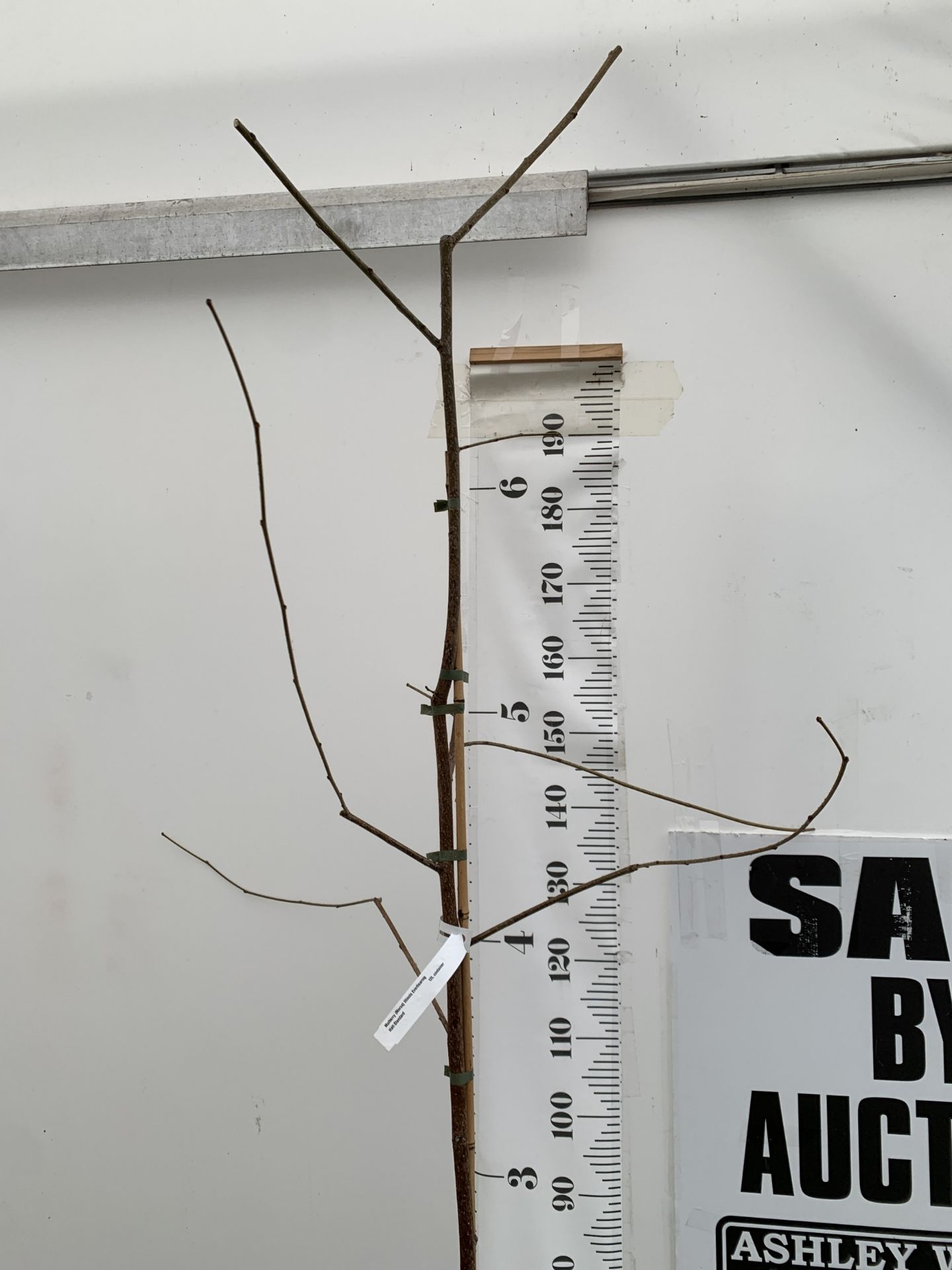 ONE MULBERRY FRUIT TREE 'ILLINOIS EVERBEARING' IN A 12 LTR POT. THIS MULBERRY HAS SMALL TASTY - Image 3 of 4