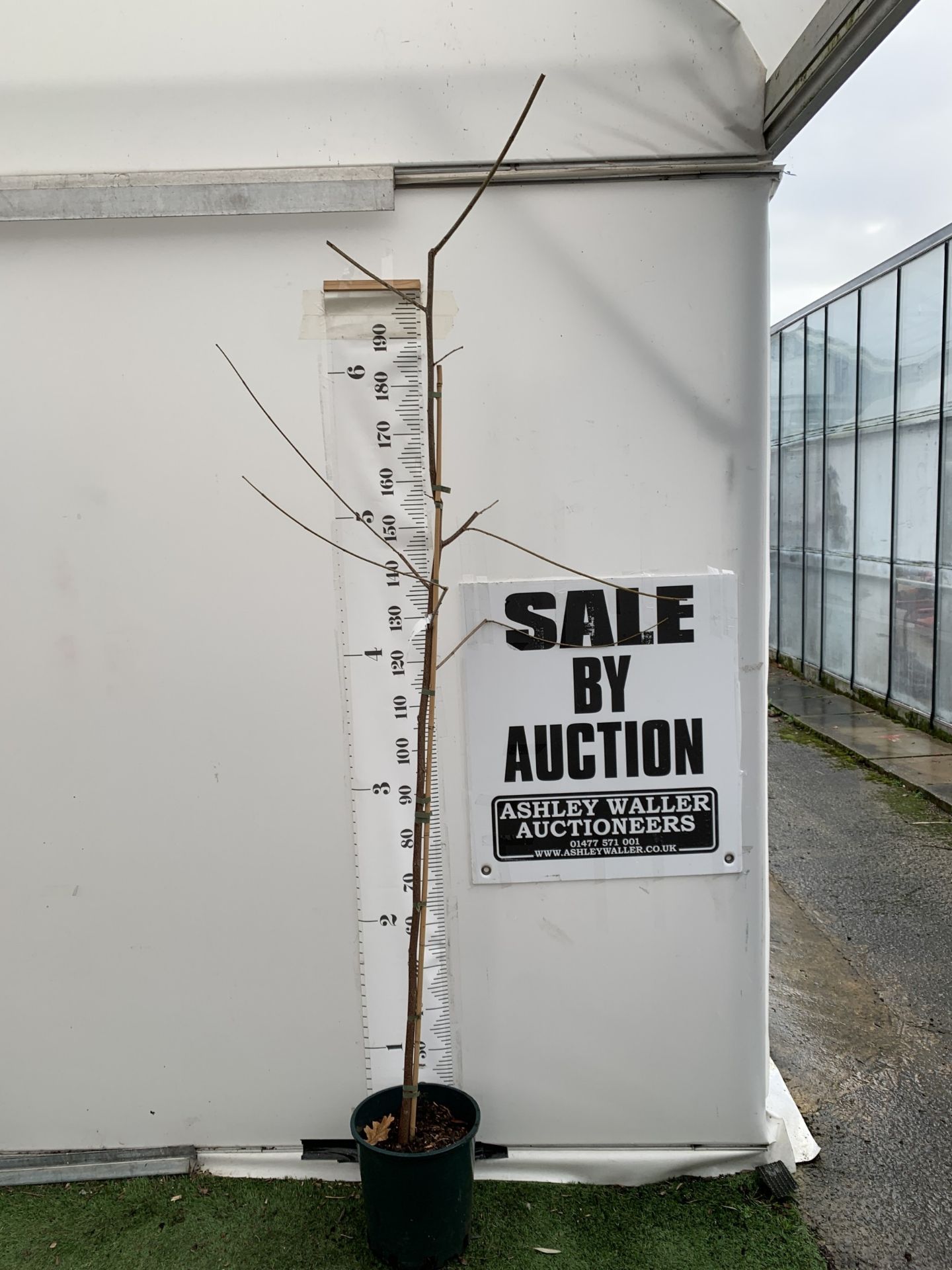 ONE MULBERRY FRUIT TREE 'ILLINOIS EVERBEARING' IN A 12 LTR POT. THIS MULBERRY HAS SMALL TASTY