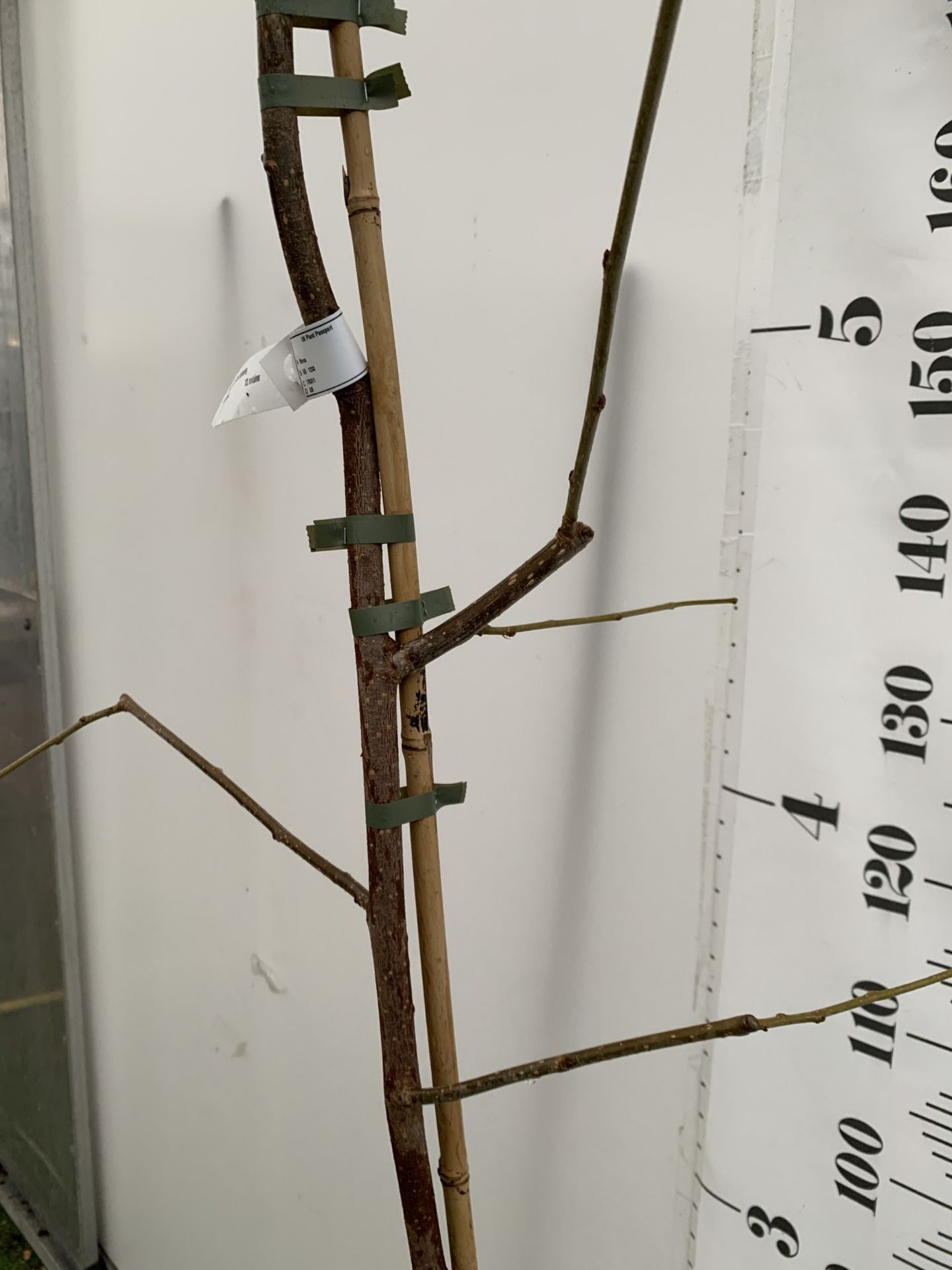 ONE MULBERRY FRUIT TREE 'ILLINOIS EVERBEARING' IN A 12 LTR POT. THIS MULBERRY HAS SMALL TASTY - Image 3 of 4