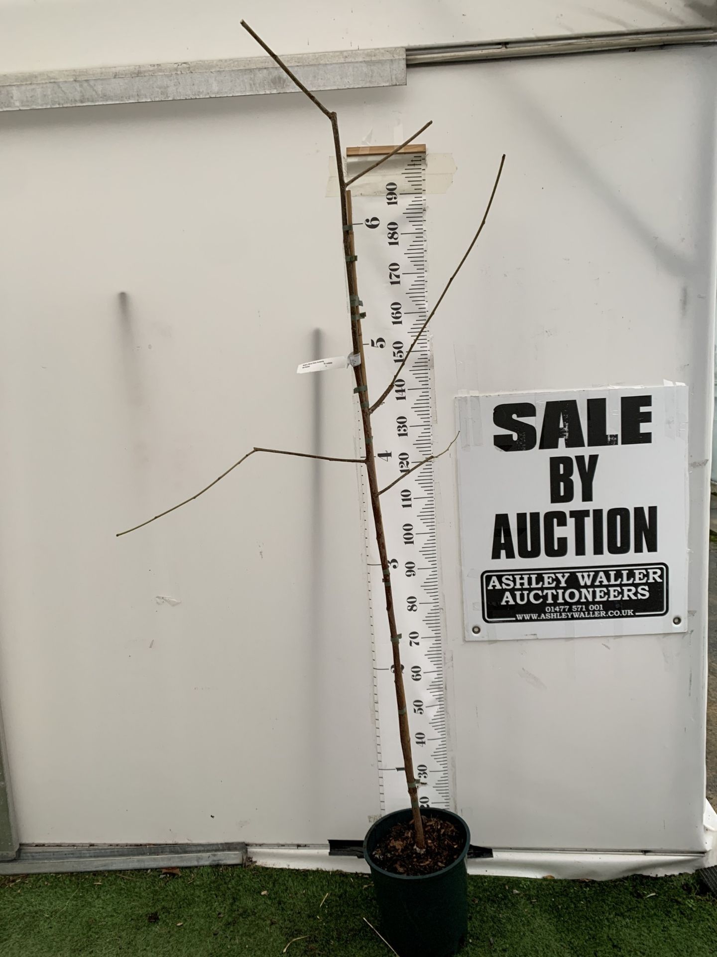 ONE MULBERRY FRUIT TREE 'ILLINOIS EVERBEARING' IN A 12 LTR POT. THIS MULBERRY HAS SMALL TASTY