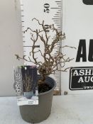 ONE CORYLUS AVELLANA CONTORTA 'SCOOTER' OR CORKSCREW HAZEL IN A 3 LTR POT. A COMPACT DECIDUOUS SHRUB