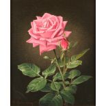 Grünberg, Wolfgang (1909 - 2001, in Köln tätiger Blumenmaler (Rosen)),