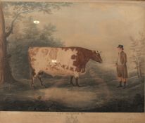 John Whessell, by, John Boultbee, after, The Durham Ox, coloured engraving, 52cm x 63cm