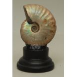 Natural History - Palaeontology - a pearly ammonite fossil specimen, mounted for display, 9.5cm high