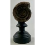 Natural History - Paleontology - an ammonite fossil, mounted for display, 14cm high overall