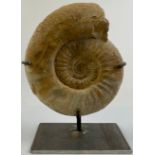 Palaeontology - a large a ammonite fossil specimen, 21cm x 24cm, mounted for display
