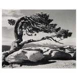 Ansel Adams (1902-1984); Jeffrey Pine, Sentinel Dome, Yosemite National Park, California;