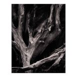 Ansel Adams (1902-1984); Sequoia Roots, Yosemite National Park, California;