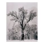 Ansel Adams (1902-1984); Oaktree, Snowstorm, Yosemite National Park, California;