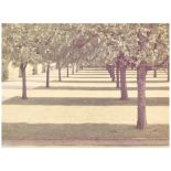 David Hockney (born 1937); Herrenhauser Park, Hannover, from the Portfolio Twenty Photographic P...