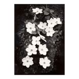 Ansel Adams (1902-1984); Dogwood, Yosemite National Park, California;