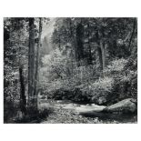 Ansel Adams (1902-1984); Tenaya Creek, Dogwood, Rain, Yosemite National Park, California;