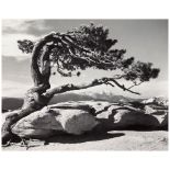 Ansel Adams (1902-1984); Jeffrey Pine, Sentinel Dome, Yosemite National Park, California;