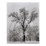 Ansel Adams (1902-1984); Oaktree, Snowstorm, Yosemite National Park, California;