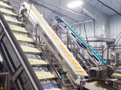 Vegetable Processing & Packaging Equipment