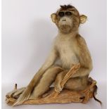 Taxidermy: Possibly a Pig-Tailed Macaque monkey, seated on a log, 29 cm high