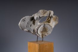 A large whale vertebra mounted on a wooden base, s.d.