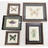 Selection of cased insects, mounted, labelled and contained within box frames, comprising; Giant