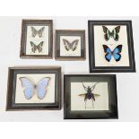 Selection of cased insects, mounted, labelled and mostly contained within box frames, comprising;
