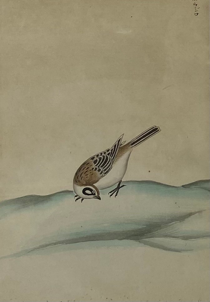 A pair of 19th century Japanese watercolours titled 'Inko' (parrot) and 'Hojiro' (white-eye bird). - Image 3 of 6