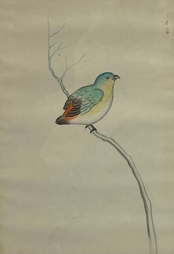 A pair of 19th century Japanese watercolours titled 'Inko' (parrot) and 'Hojiro' (white-eye bird). - Image 2 of 6