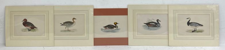 Five 20th century hand coloured portrait engravings of ducks and geese. All unframed. H.29 W.35cm