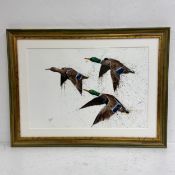 A contemporary oil on paper, mallard ducks in flight, signed bottom left in a uv glazed gilt
