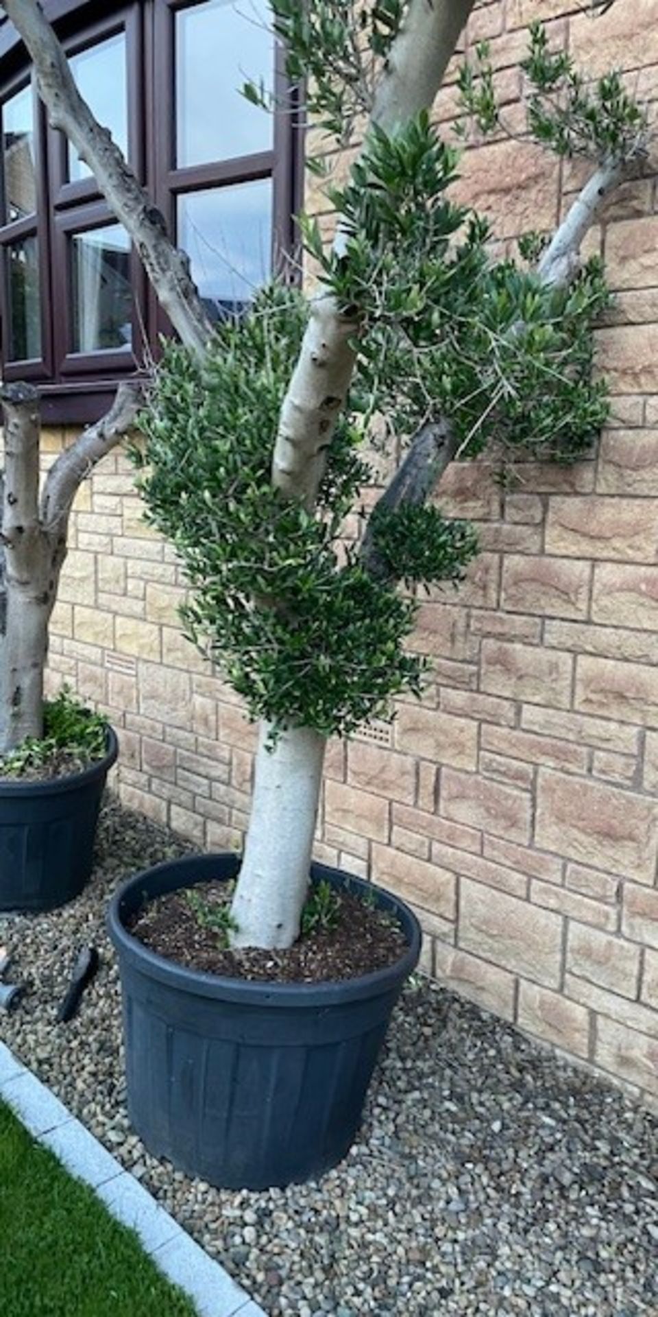 Olive Tree 3mtrs plus in height