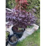 Acer Palmatum 800cm high