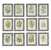 AFTER ANNE PRATT, TWELVE PRINTS AFTER ILLUSTRATIONS FROM THE FLOWERING PLANTS