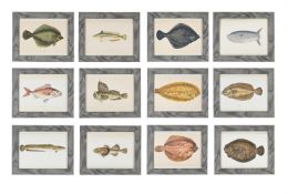 AFTER JONATHAN COUCH, A SET OF TWELVE PRINTS OF ILLUSTRATIONS FROM A HISTORY OF THE FISHES