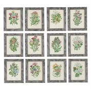 AFTER ANNE PRATT, TWELVE PRINTS AFTER ILLUSTRATIONS FROM THE FLOWERING PLANTS