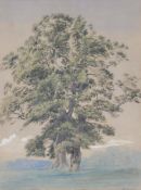 WILLIAM TURNER OF OXFORD (BRITISH 1789-1862), A TREE IN BLENHEIM PARK, OXFORDSHIRE