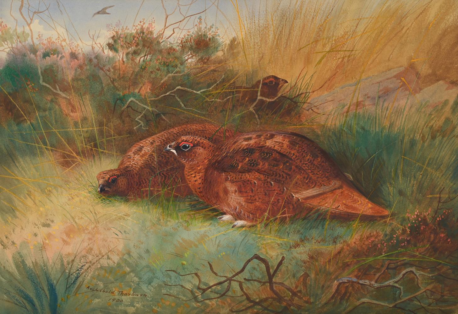 ARCHIBALD THORBURN (SCOTTISH 1860-1935), RED GROUSE IN COVER