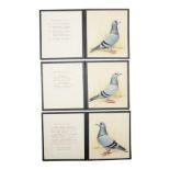 Harry Hoyle (Early 20th Century): Racing Pigeons - 'Blue Dragoon Cock 06-30' 'Blue Dragoon Hen 33-33