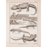 Reptiles & Amphibians.- Bonnaterre (Pierre Joseph) Tableau Encyclopédique et Méthodique... Erpéto...