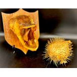 A pike head mounted on wooden plaque with a taxidermy puffer fish, a/f