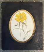 A 19th century hand coloured engraving 'Coropsis Lanceolata', in an oval mount in ebonised framed,