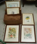 [Botany] Weinmann, Johann Wilhelm (German, 1683-1791) Two Botanical plates, Apples and Pears, hand