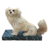 Taxidermy - A 19th century Pekingese dog upon a painted wooden base, H 28cm x L 37cm approx.