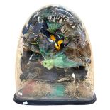 Taxidermy - A Victorian exotic bird display housing various specimens to include a Baltimore