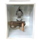Taxidermy - A Eurasian Sparrowhawk, perched upon falconry-type leather glove, housed within a glazed