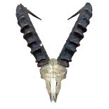 Taxidermy - Ibex (Capra ibex) large horn and skull display, H 69cm x W 49cm